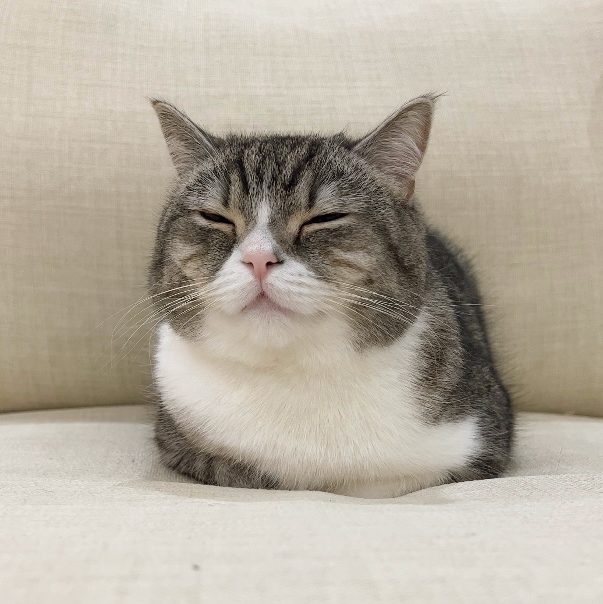 SALE/55%OFF】 もちまるもちもち様 専用ページ お笑い/バラエティ